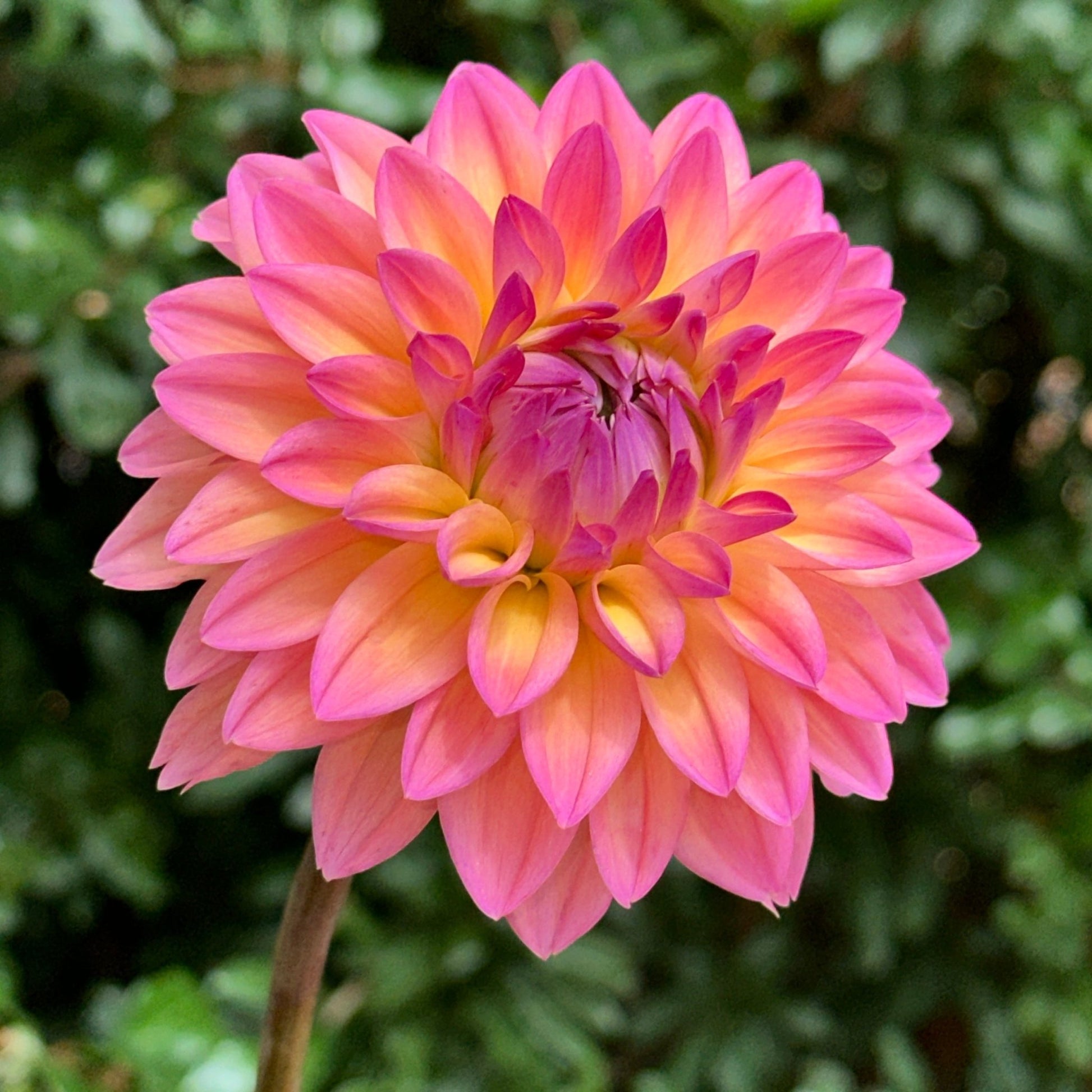 Mondriaan Dahlia Tuber - Love Dahlias - south - africa - flower - bulbs