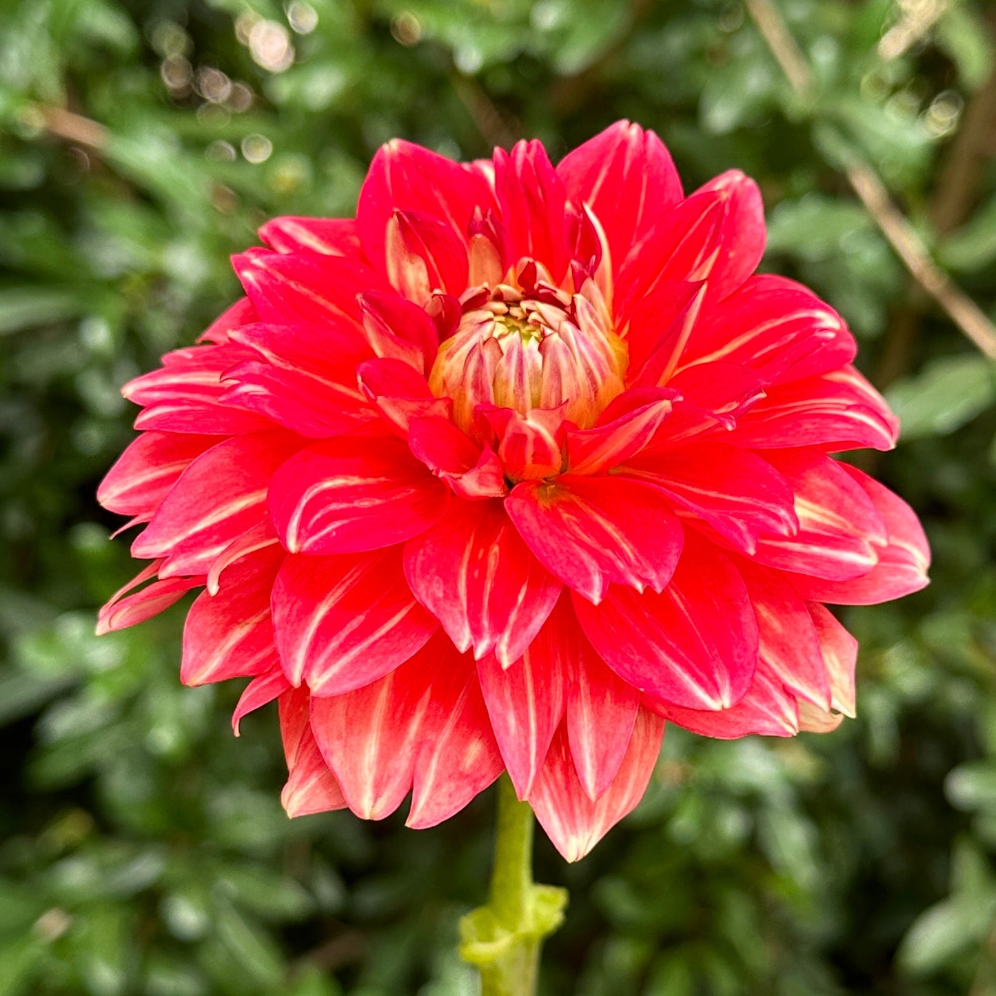 Monroe Dahlia Tuber - Love Dahlias - south - africa - flower - bulbs