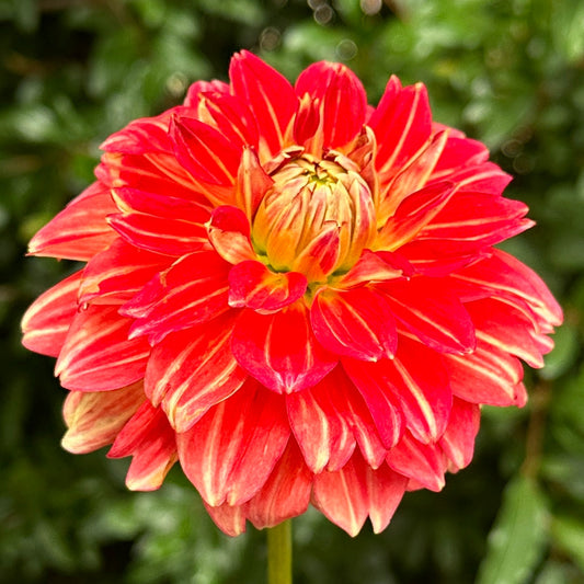 Monroe Dahlia Tuber - Love Dahlias - south - africa - flower - bulbs