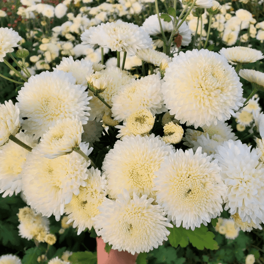 Moonbeam Heirloom Chrysanthemum (Available 2028) - Love Dahlias-south-africa-flower-bulbs
