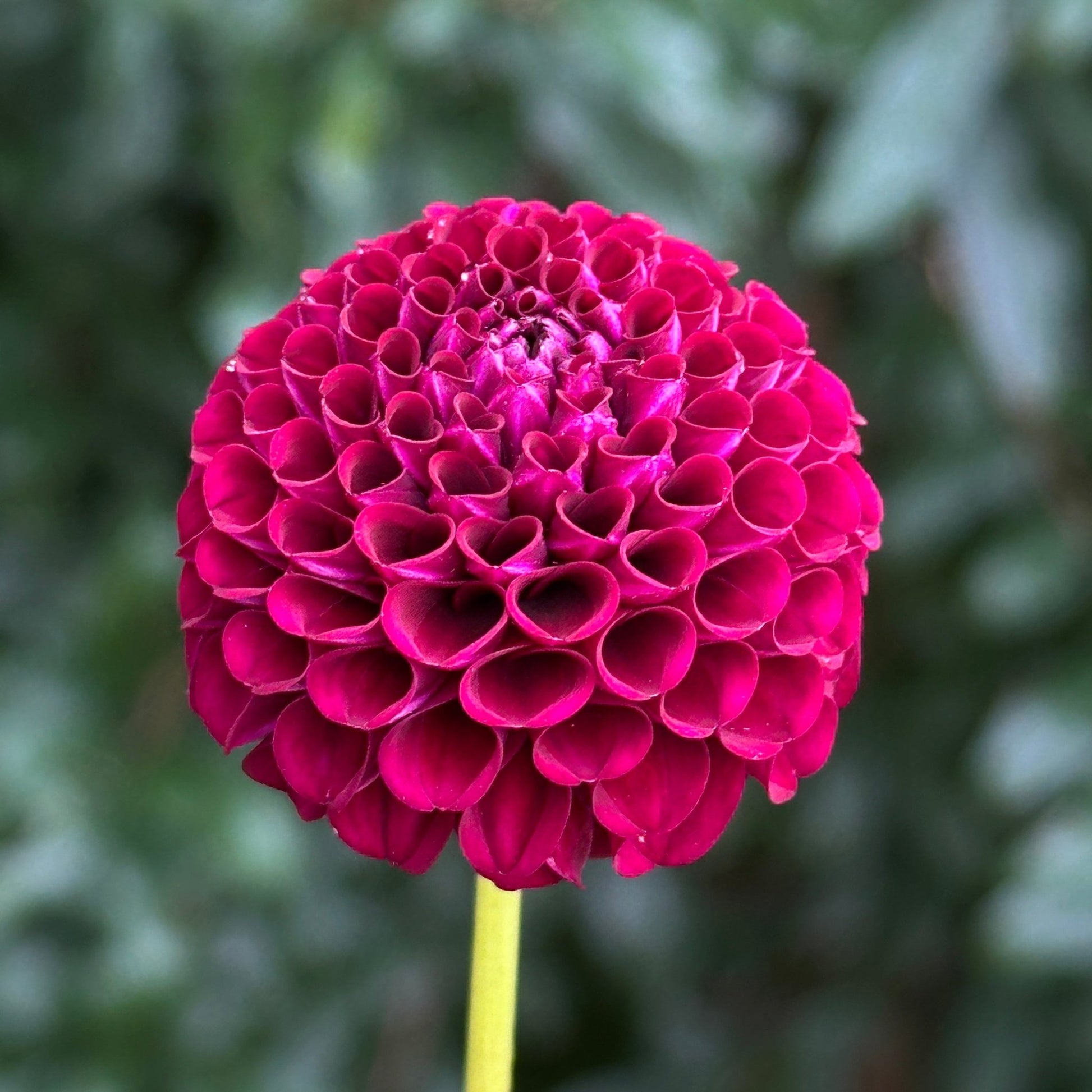 Moor Place Dahlia Tuber - Love Dahlias - south - africa - flower - bulbs