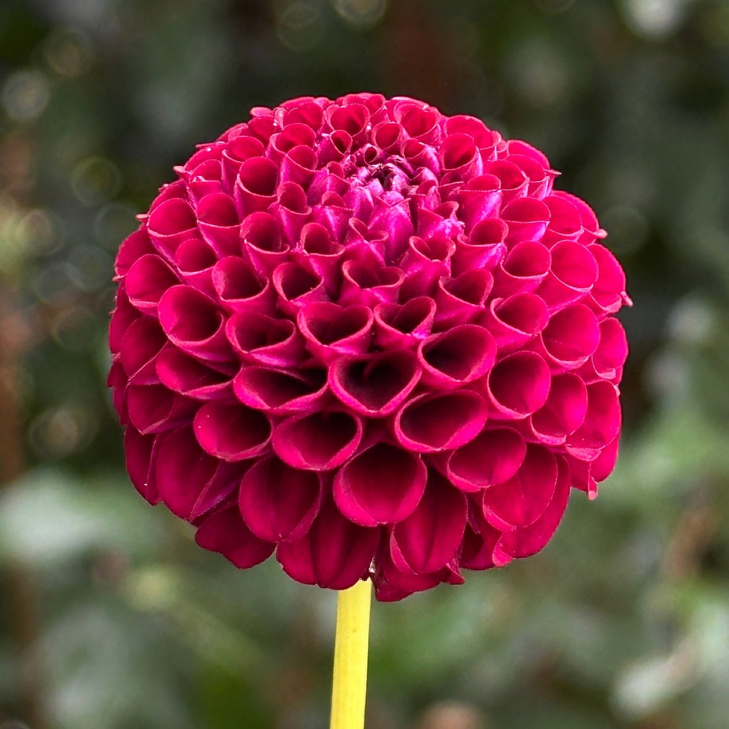 Moor Place Dahlia Tuber - Love Dahlias - south - africa - flower - bulbs