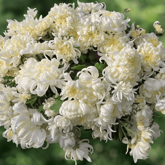 Mt. Shasta Heirloom Chrysanthemum (Available 2028) - Love Dahlias-south-africa-flower-bulbs