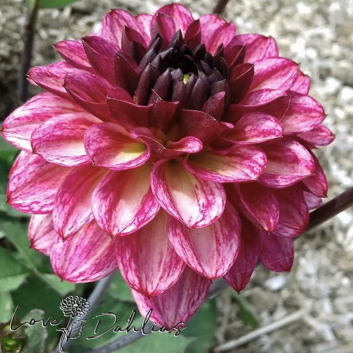 Muchacha Dahlia Tuber - Love Dahlias - south - africa - flower - bulbs