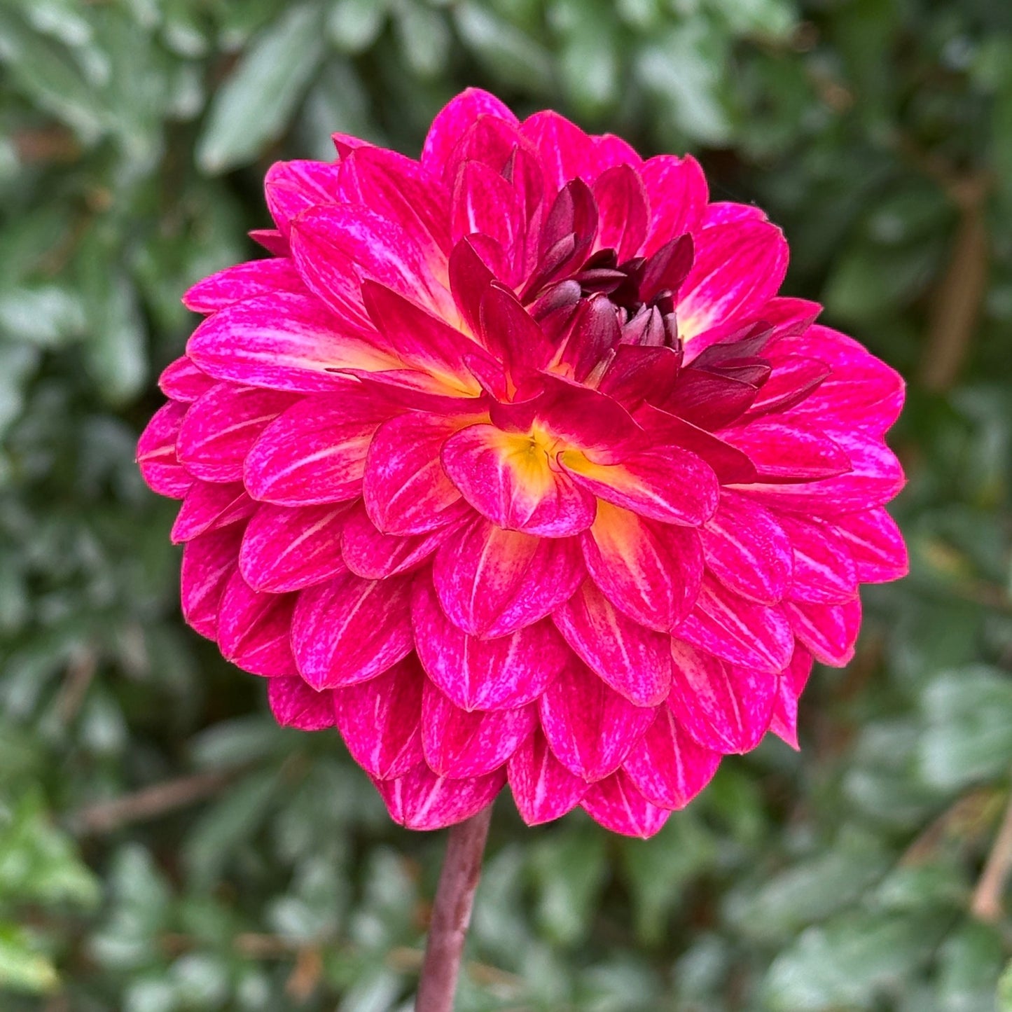 Muchacha Dahlia Tuber - Love Dahlias - south - africa - flower - bulbs