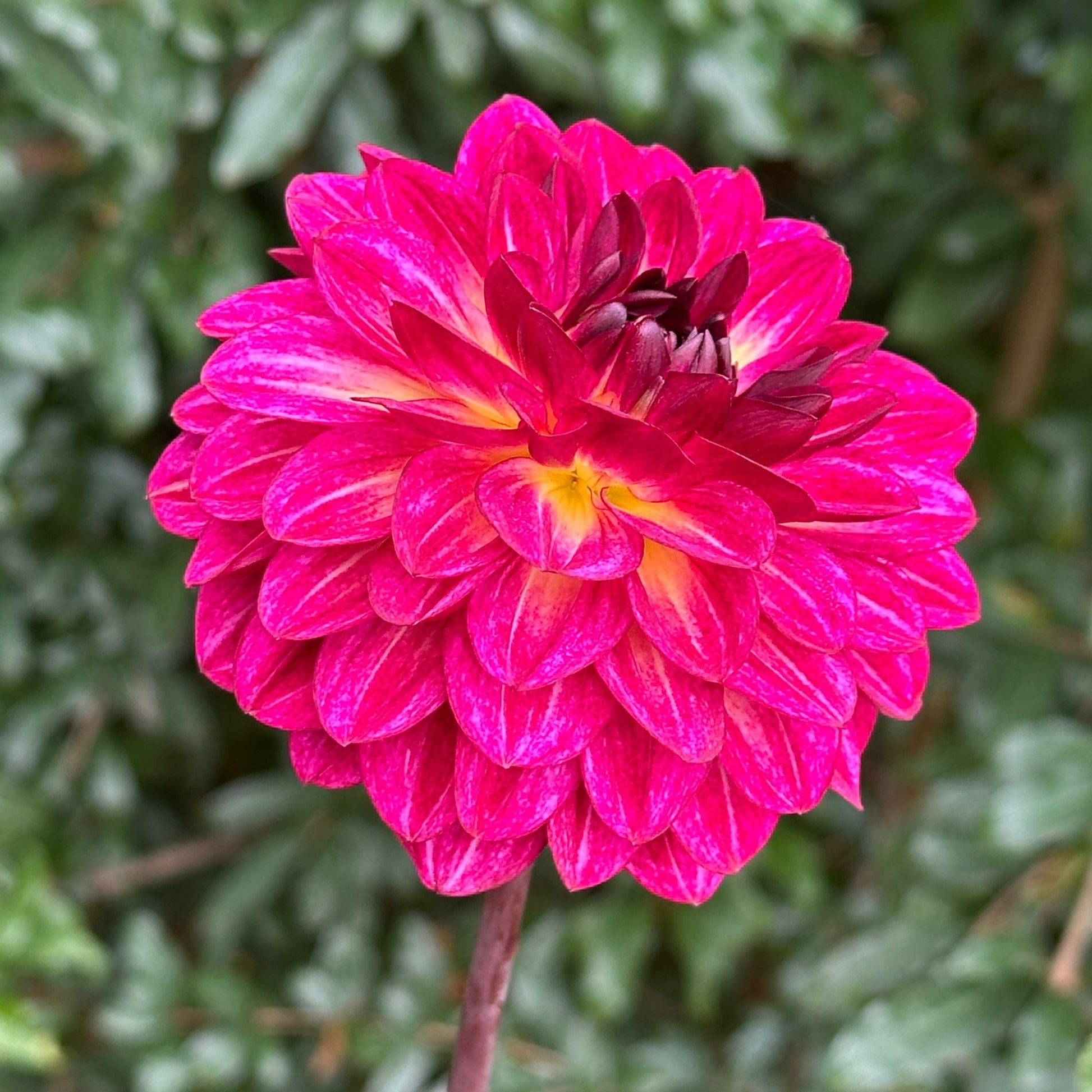 Muchacha Dahlia Tuber - Love Dahlias - south - africa - flower - bulbs