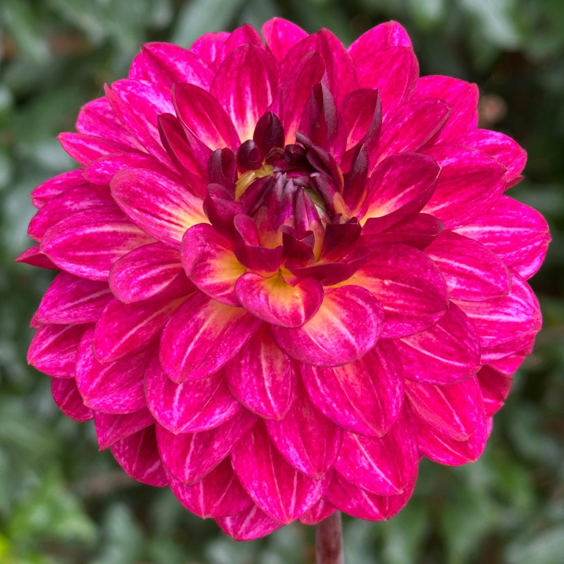 Muchacha Dahlia Tuber - Love Dahlias - south - africa - flower - bulbs