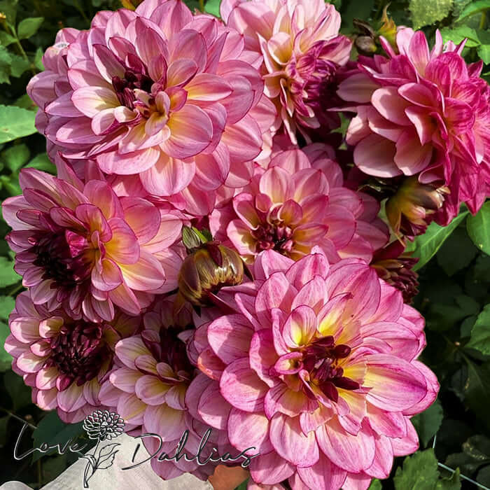 Muchacha Dahlia Tuber - Love Dahlias - south - africa - flower - bulbs