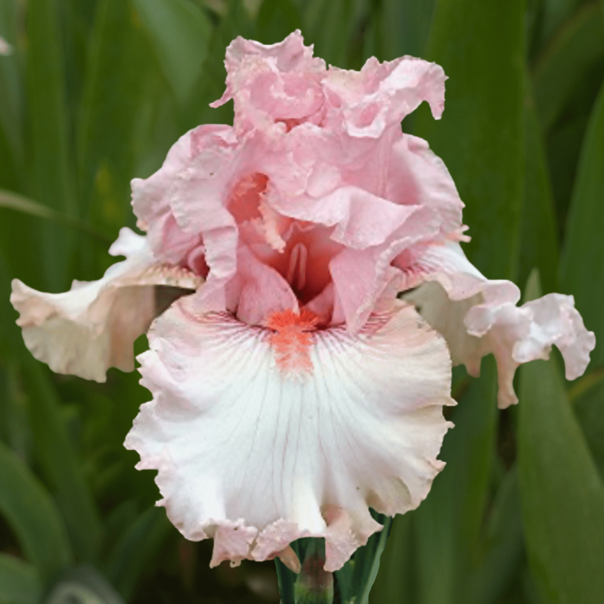 My Cher of Happiness Bearded Iris (Coming in 2028) - Love Dahlias-south-africa-flower-bulbs