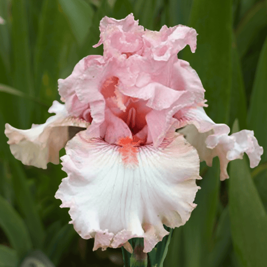 My Cher of Happiness Bearded Iris (Coming in 2028) - Love Dahlias-south-africa-flower-bulbs