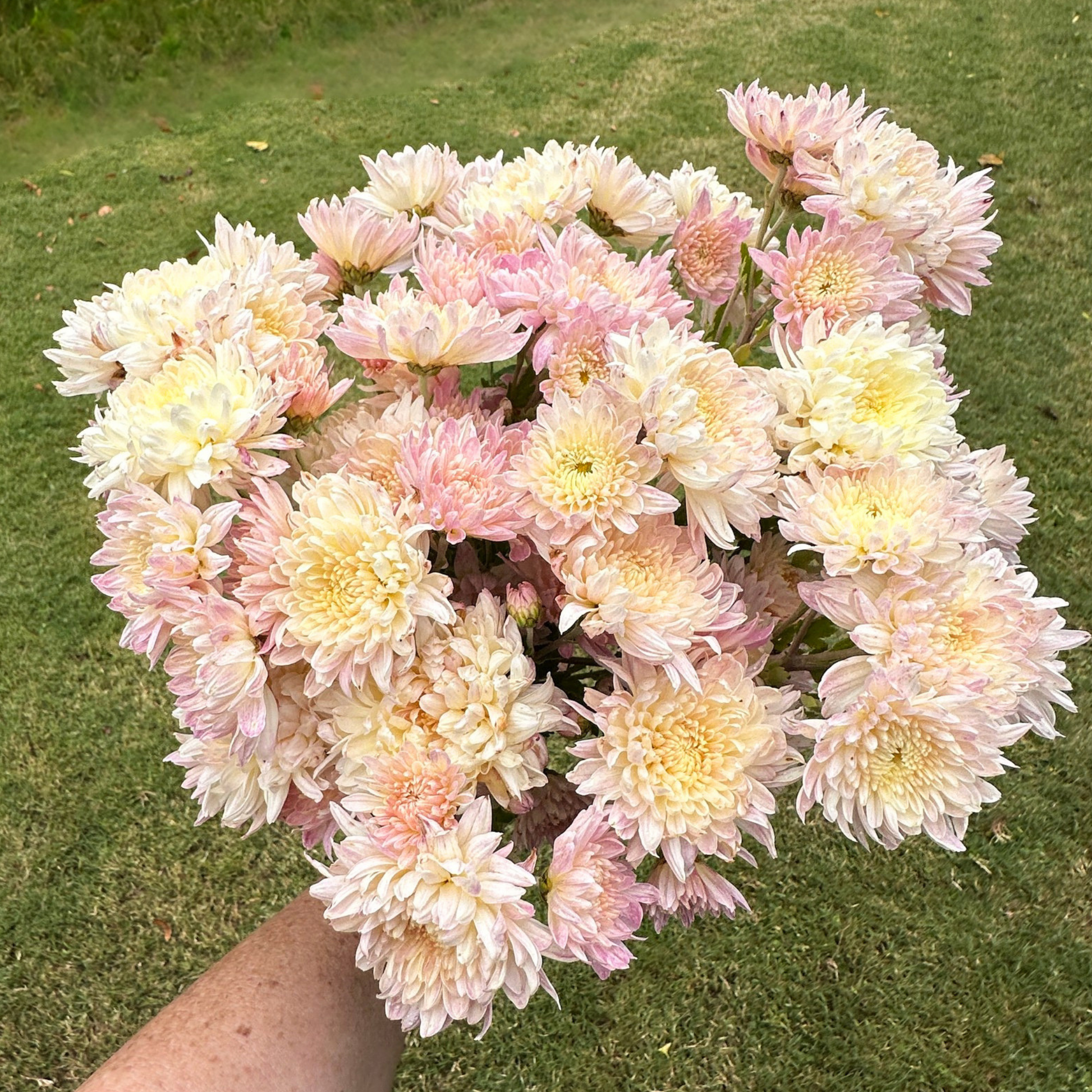 My Granny Heirloom Chrysanthemum | South Africa - Love Dahlias - south - africa - flower - bulbs