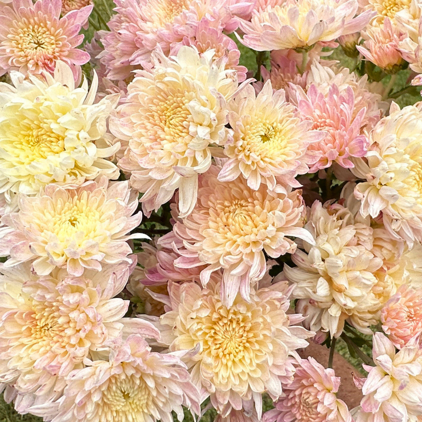 My Granny Heirloom Chrysanthemum | South Africa - Love Dahlias - south - africa - flower - bulbs