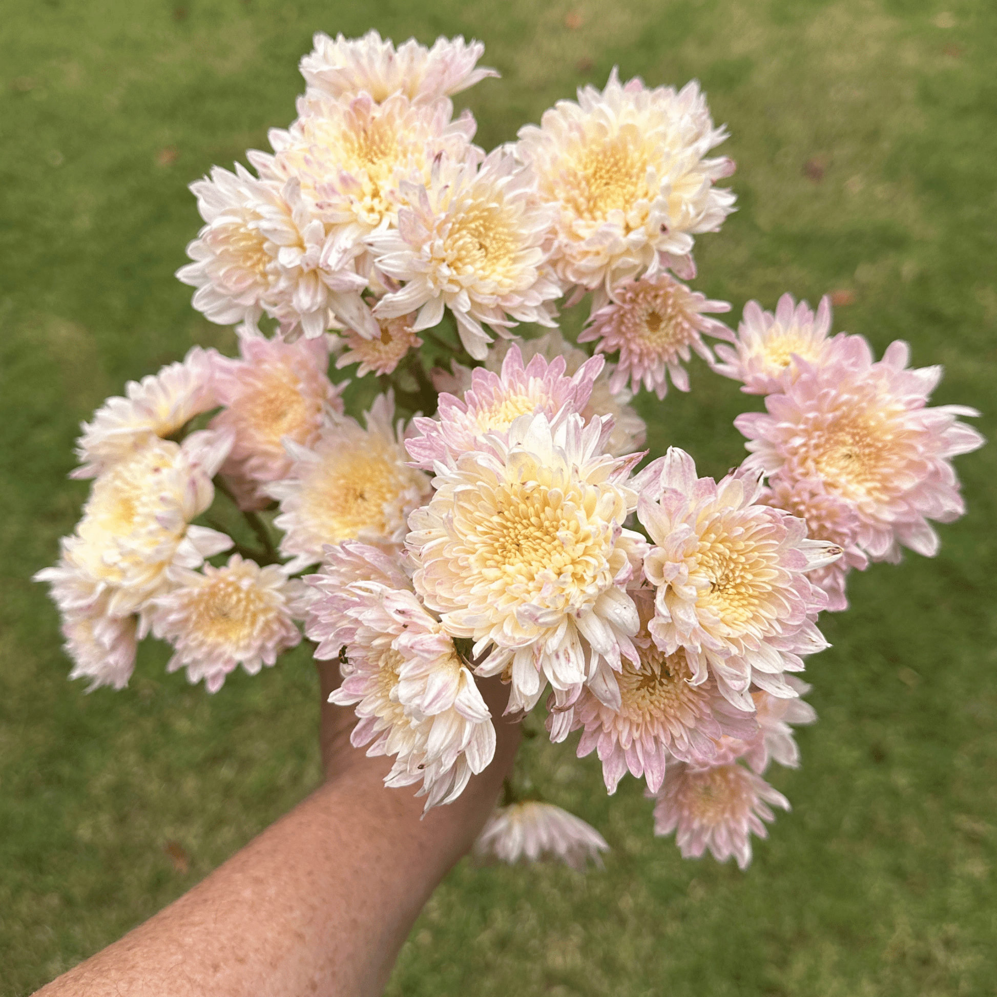 My Granny Heirloom Chrysanthemum | South Africa - Love Dahlias - south - africa - flower - bulbs