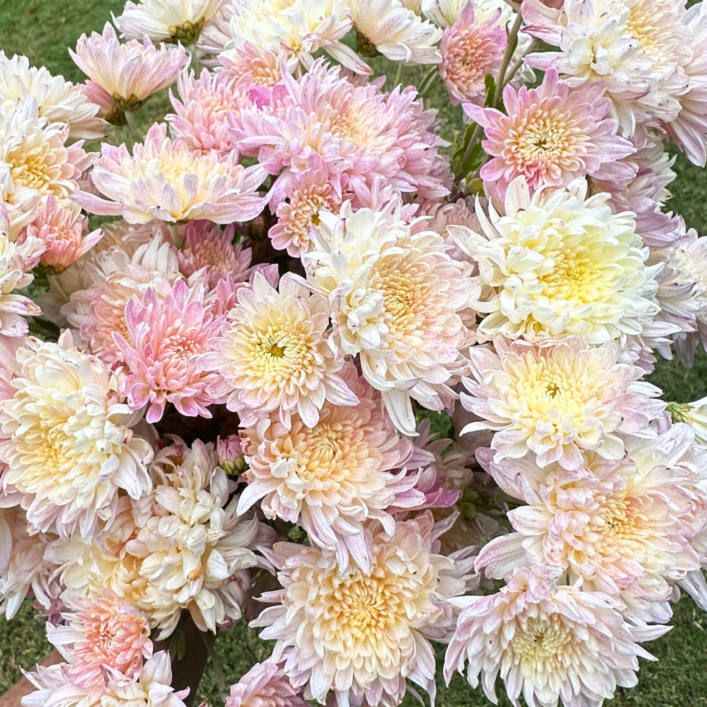 My Granny Heirloom Chrysanthemum | South Africa - Love Dahlias - south - africa - flower - bulbs