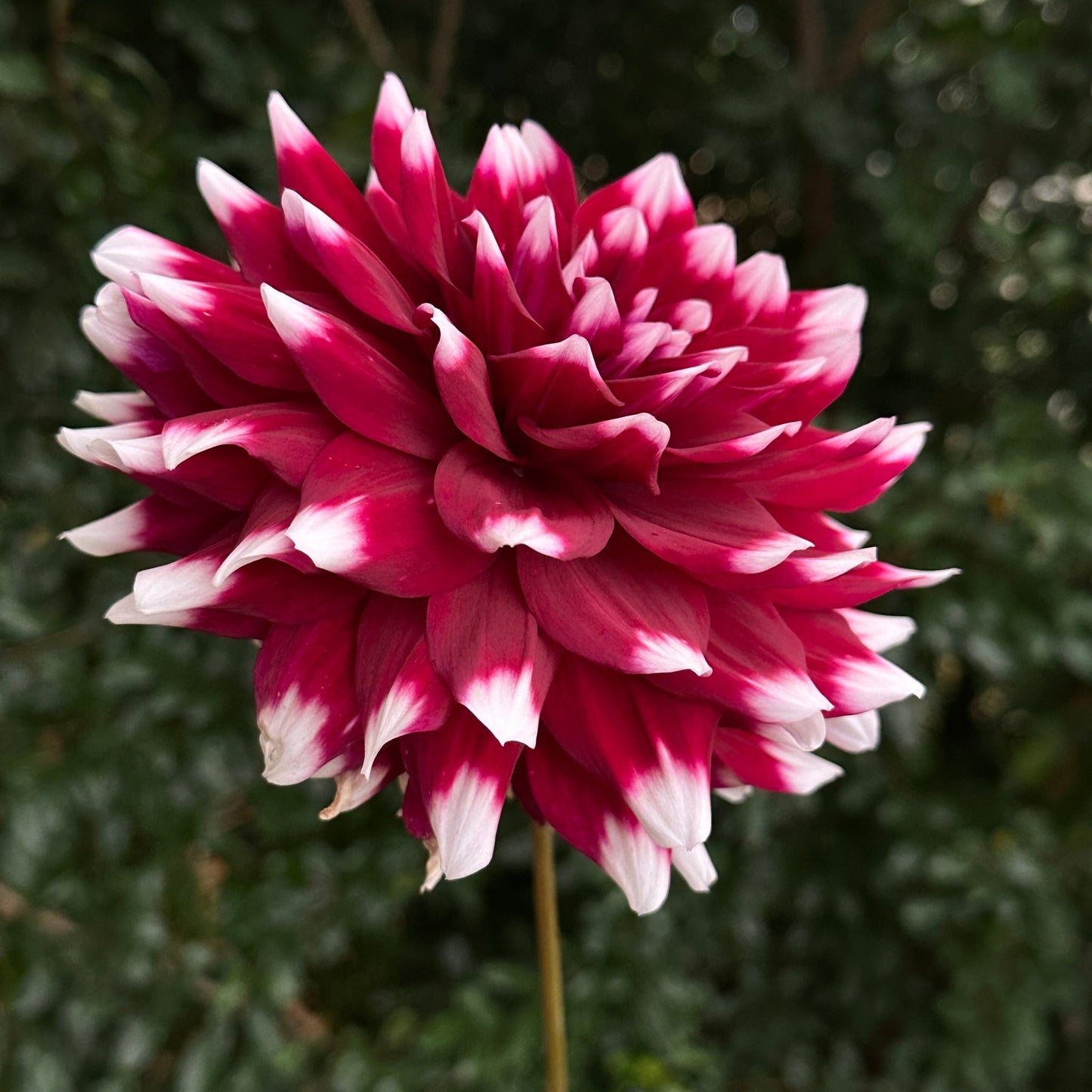 Mystery Day Dahlia Tuber - Love Dahlias - south - africa - flower - bulbs