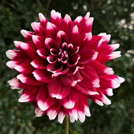 Mystery Day Dahlia Tuber - Love Dahlias - south - africa - flower - bulbs