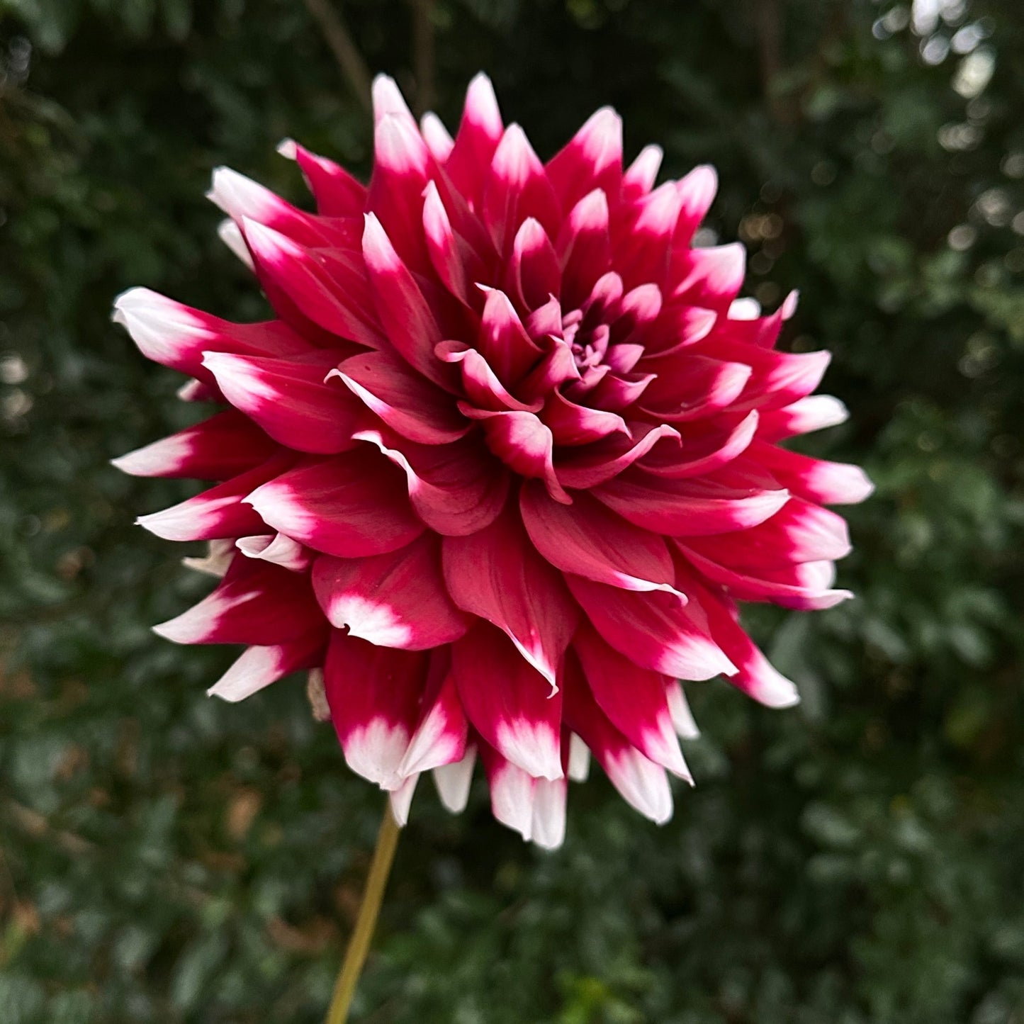 Mystery Day Dahlia Tuber - Love Dahlias - south - africa - flower - bulbs