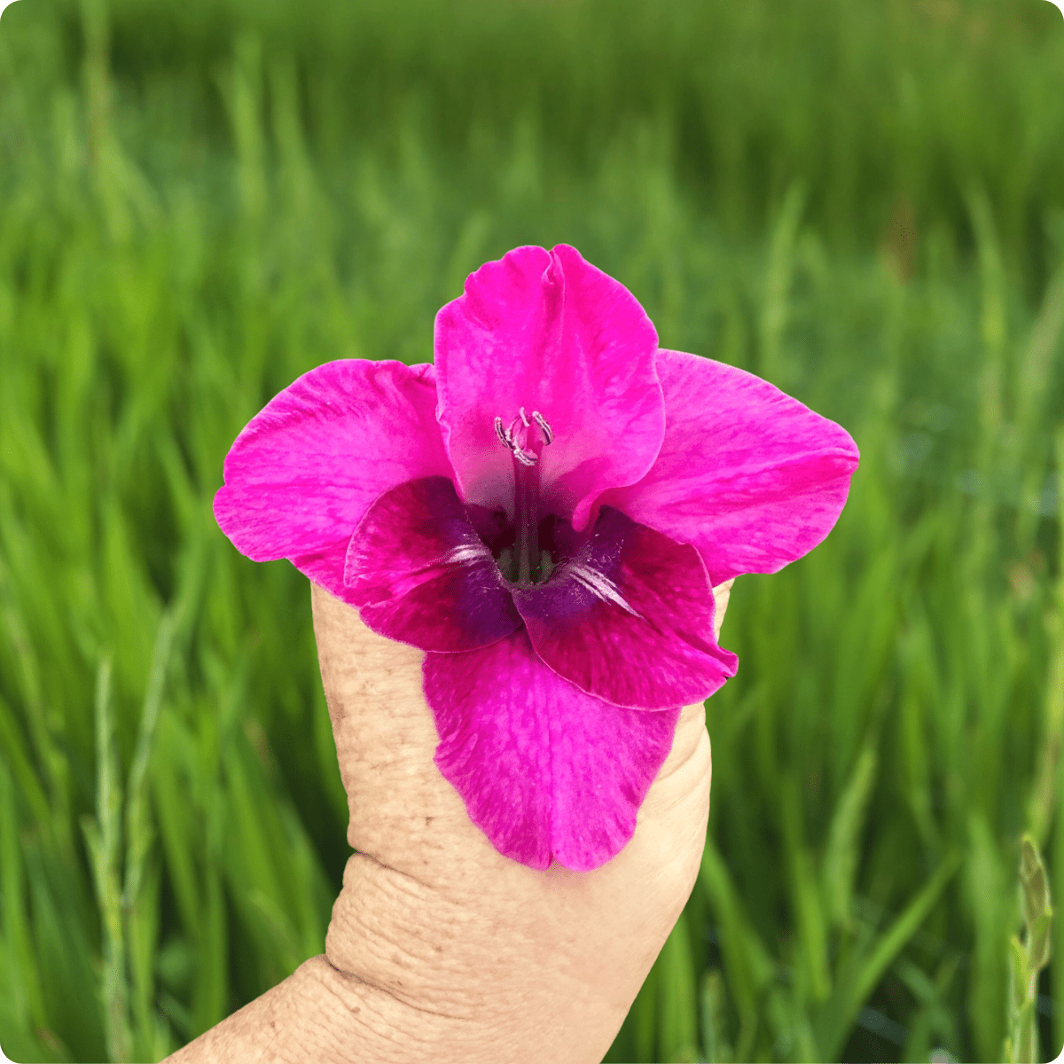 Mystic Magenta Gladiolus Corms (Pack of 10) Sword Lily - Love Dahlias - south - africa - flower - bulbs