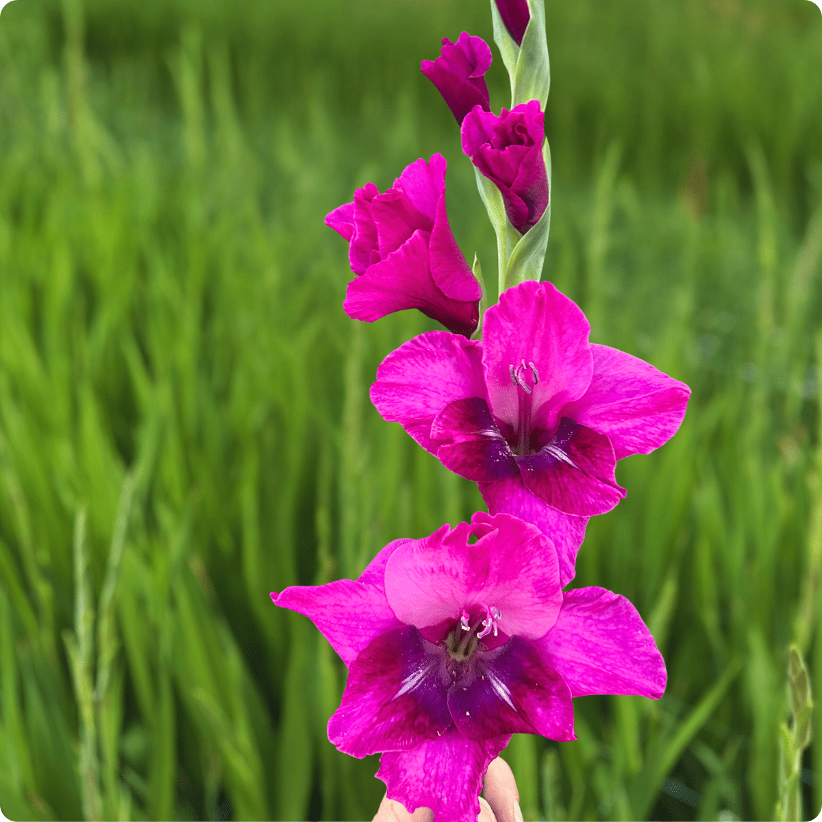 Mystic Magenta Gladiolus Corms (Pack of 10) Sword Lily - Love Dahlias - south - africa - flower - bulbs