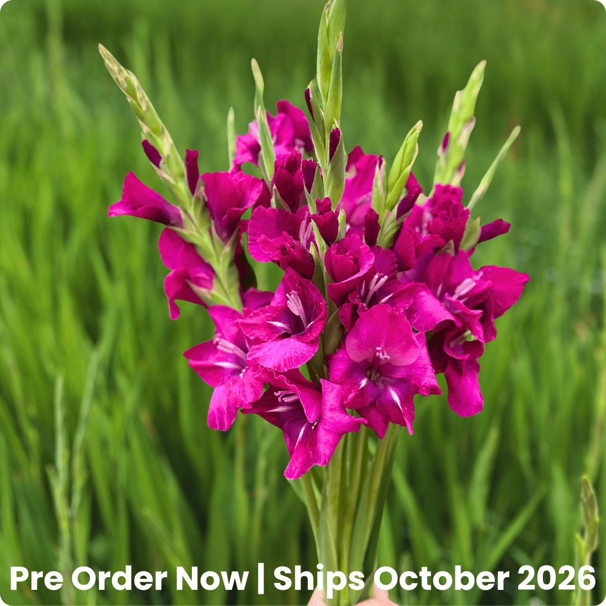 Mystic Magenta Gladiolus Corms (Pack of 10) Sword Lily - Love Dahlias - south - africa - flower - bulbs