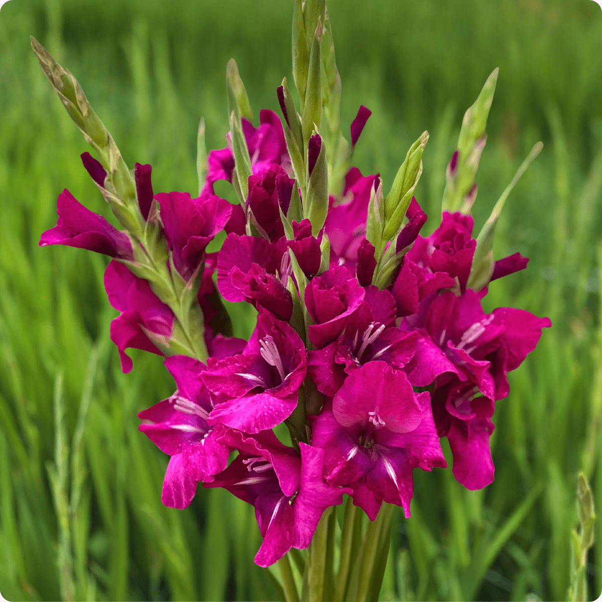 Mystic Magenta Gladiolus (Pack of 10) Sword Lily - Love Dahlias - south - africa - flower - bulbs