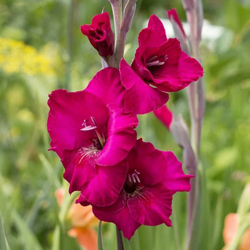 Mystic Magenta Gladiolus (Pack of 12) Sword Lily - Love Dahlias - south - africa - flower - bulbs