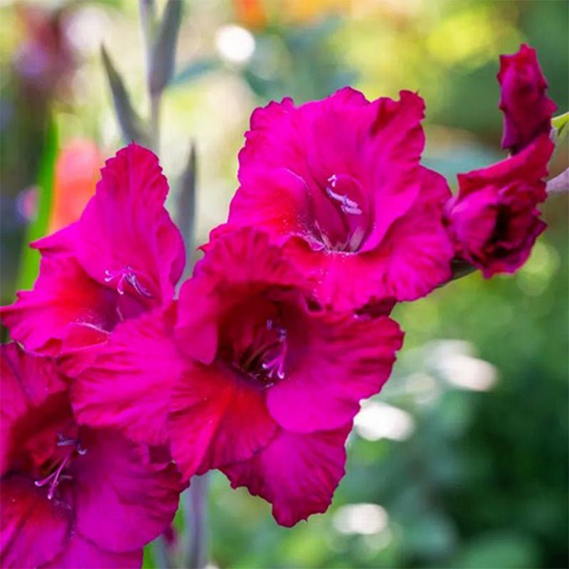 Mystic Magenta Gladiolus (Pack of 12) Sword Lily - Love Dahlias - south - africa - flower - bulbs
