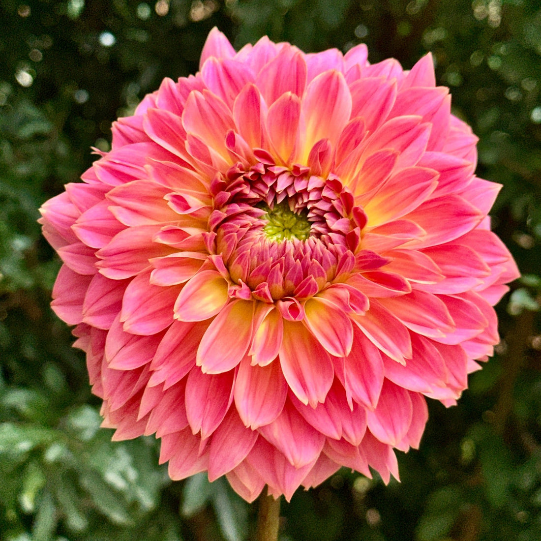 Navah Pretty Coral Dahlia Tuber | South Africa – Love Dahlias
