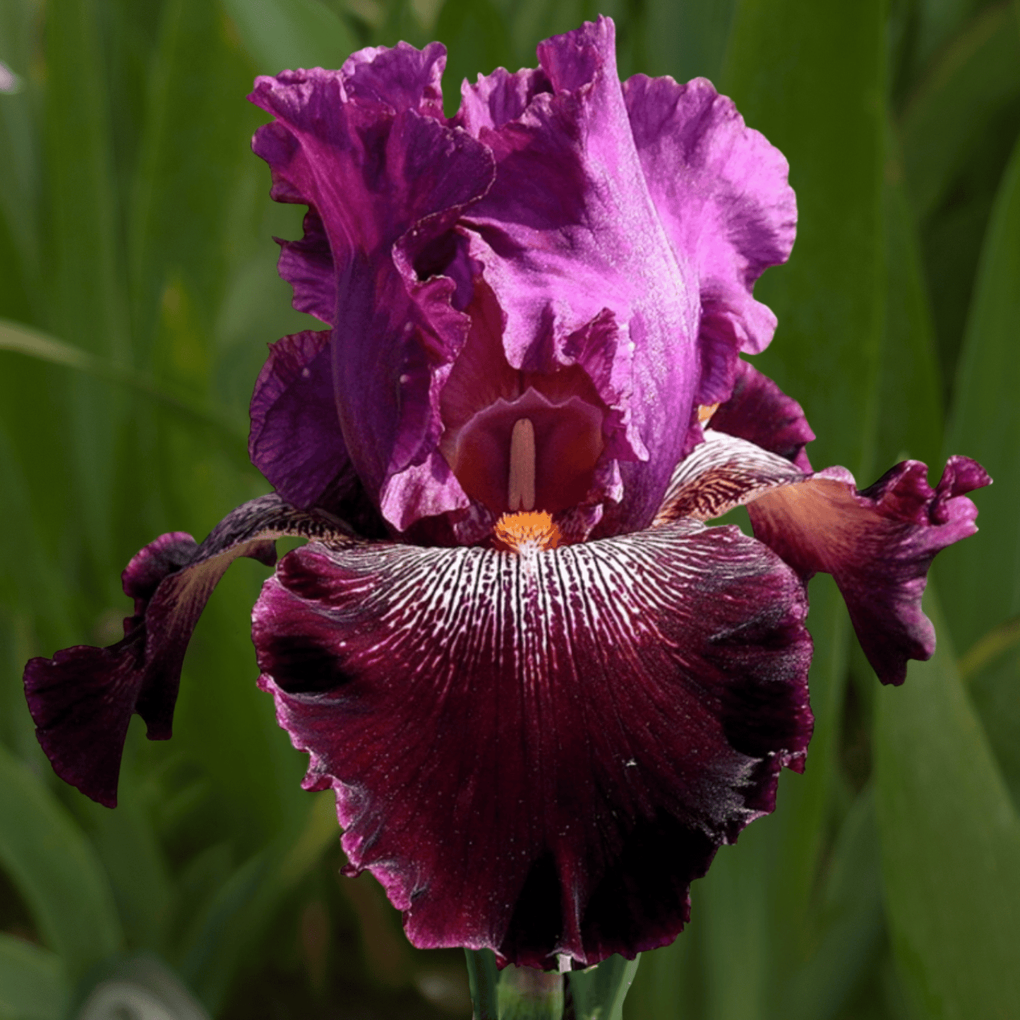 Nebbiolo Bearded Iris (Coming in 2028) - Love Dahlias-south-africa-flower-bulbs