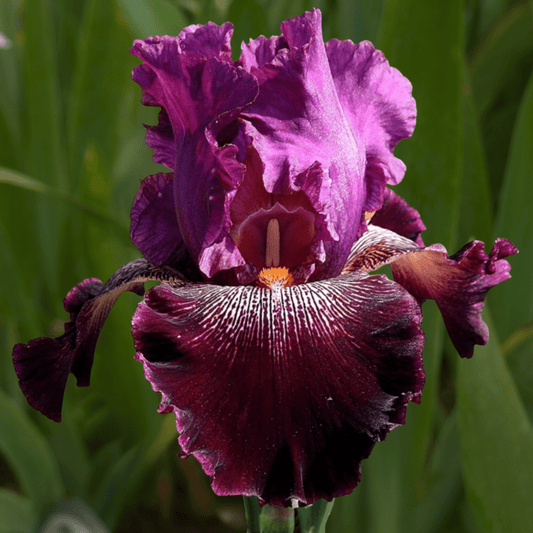 Nebbiolo Bearded Iris (Coming in 2028) - Love Dahlias-south-africa-flower-bulbs