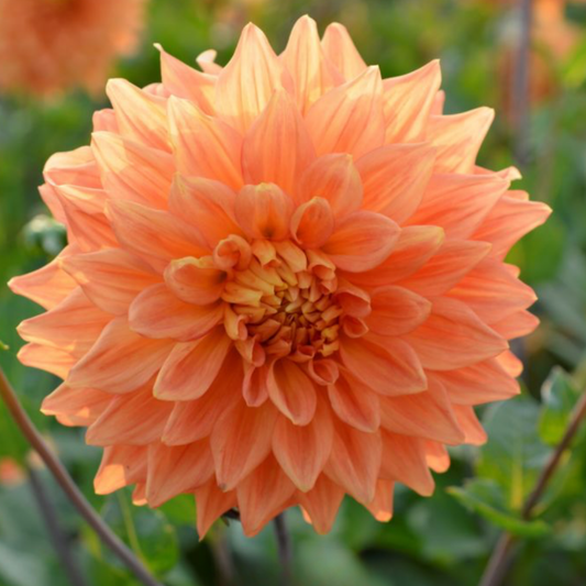 Neon Splendor Dahlia Tuber | South Africa - Love Dahlias-south-africa-flower-bulbs