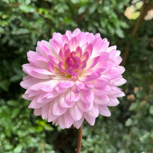 Nepos Dahlia Tuber - Love Dahlias - south - africa - flower - bulbs