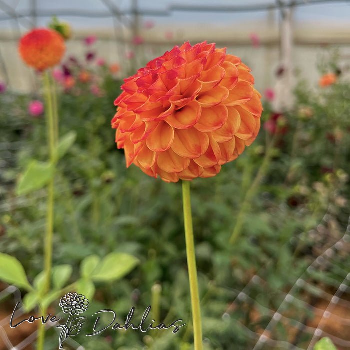 New Baby Dahlia Tuber - Love Dahlias - south - africa - flower - bulbs