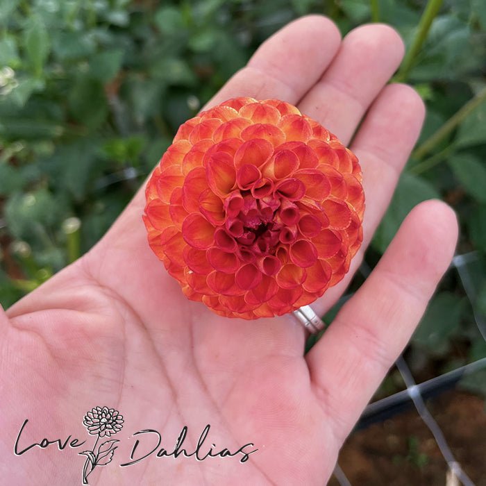 New Baby Dahlia Tuber - Love Dahlias - south - africa - flower - bulbs