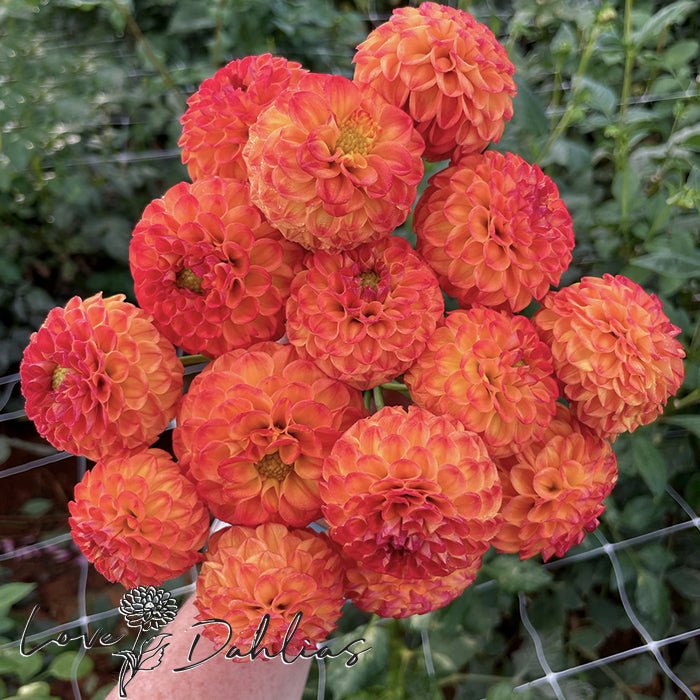 New Baby Dahlia Tuber - Love Dahlias - south - africa - flower - bulbs