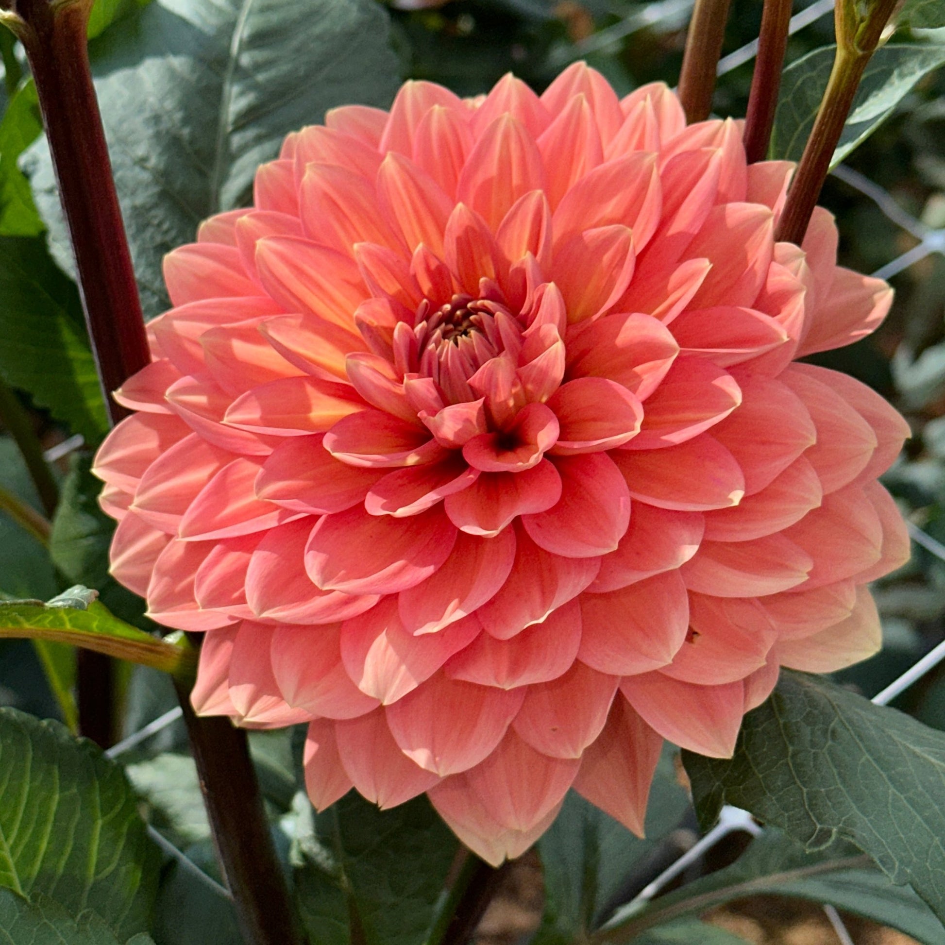 Nicholas Dahlia Tuber - Love Dahlias - south - africa - flower - bulbs