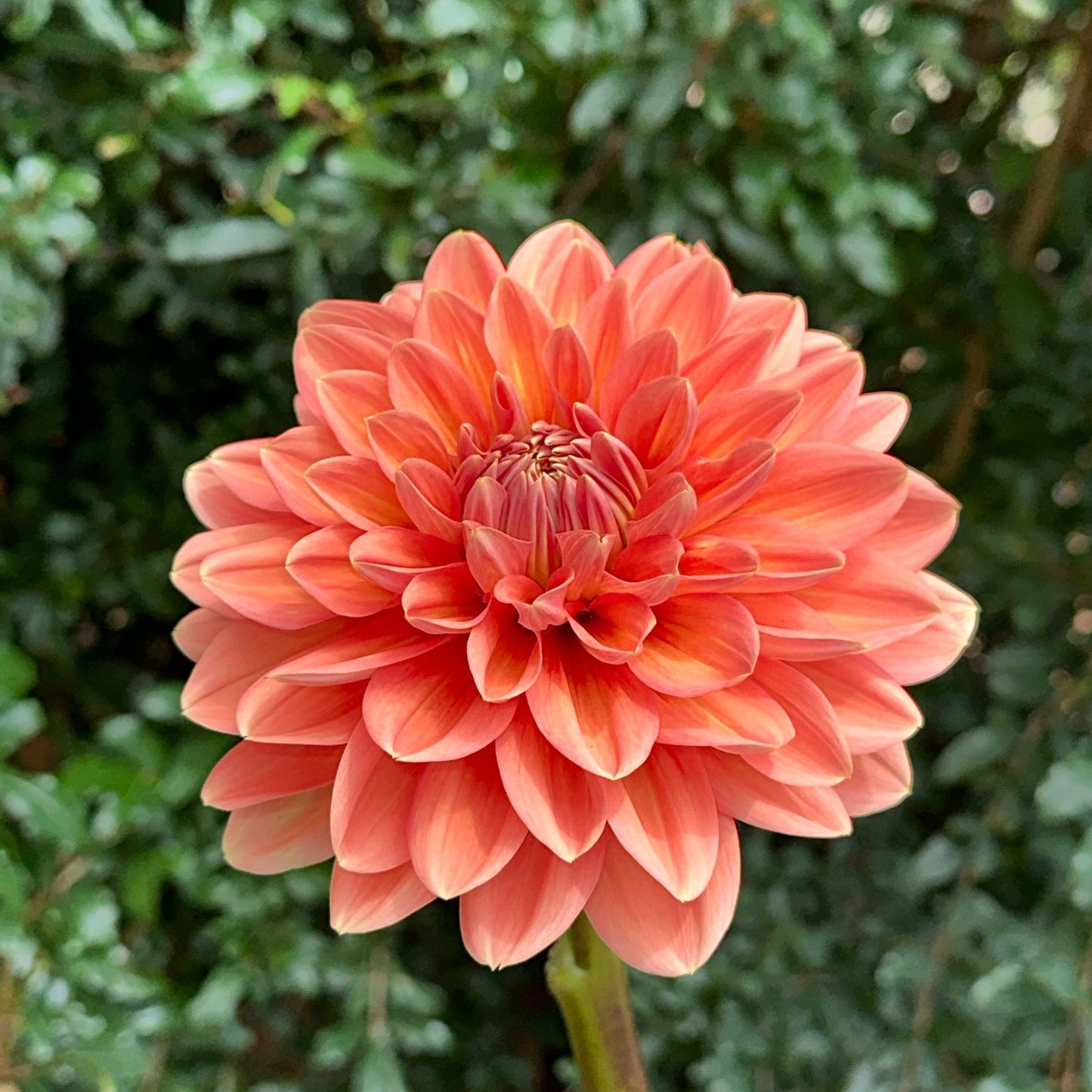 Nicholas Dahlia Tuber - Love Dahlias - south - africa - flower - bulbs