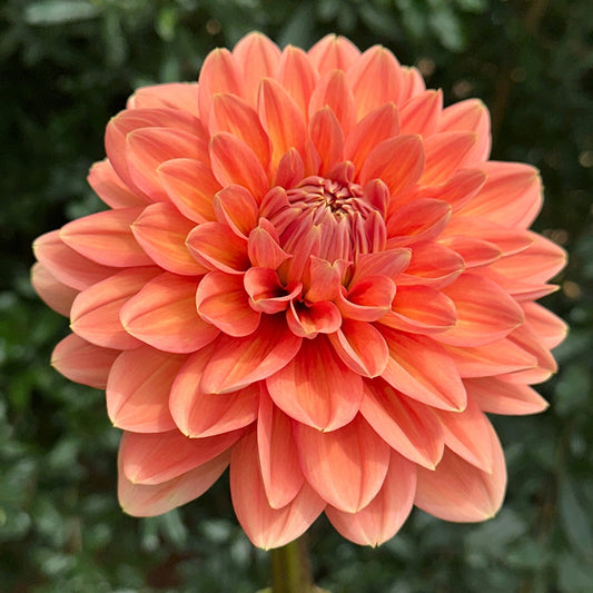 Nicholas Dahlia Tuber - Love Dahlias - south - africa - flower - bulbs