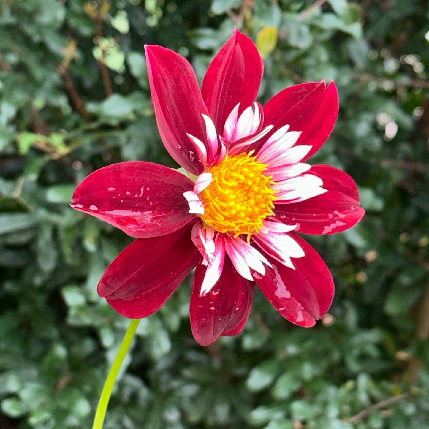 Night Butterfly Dahlia Tuber - Love Dahlias - south - africa - flower - bulbs