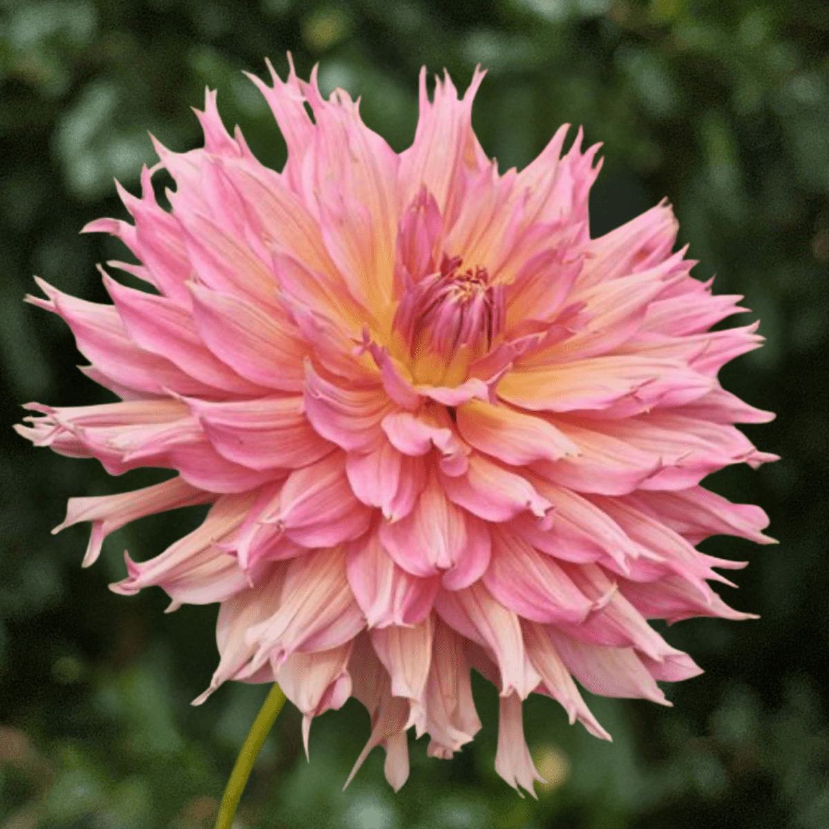 Omega Dahlia Tuber | South Africa - Love Dahlias-south-africa-flower-bulbs
