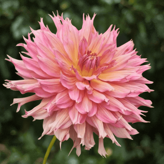 Omega Dahlia Tuber | South Africa - Love Dahlias-south-africa-flower-bulbs
