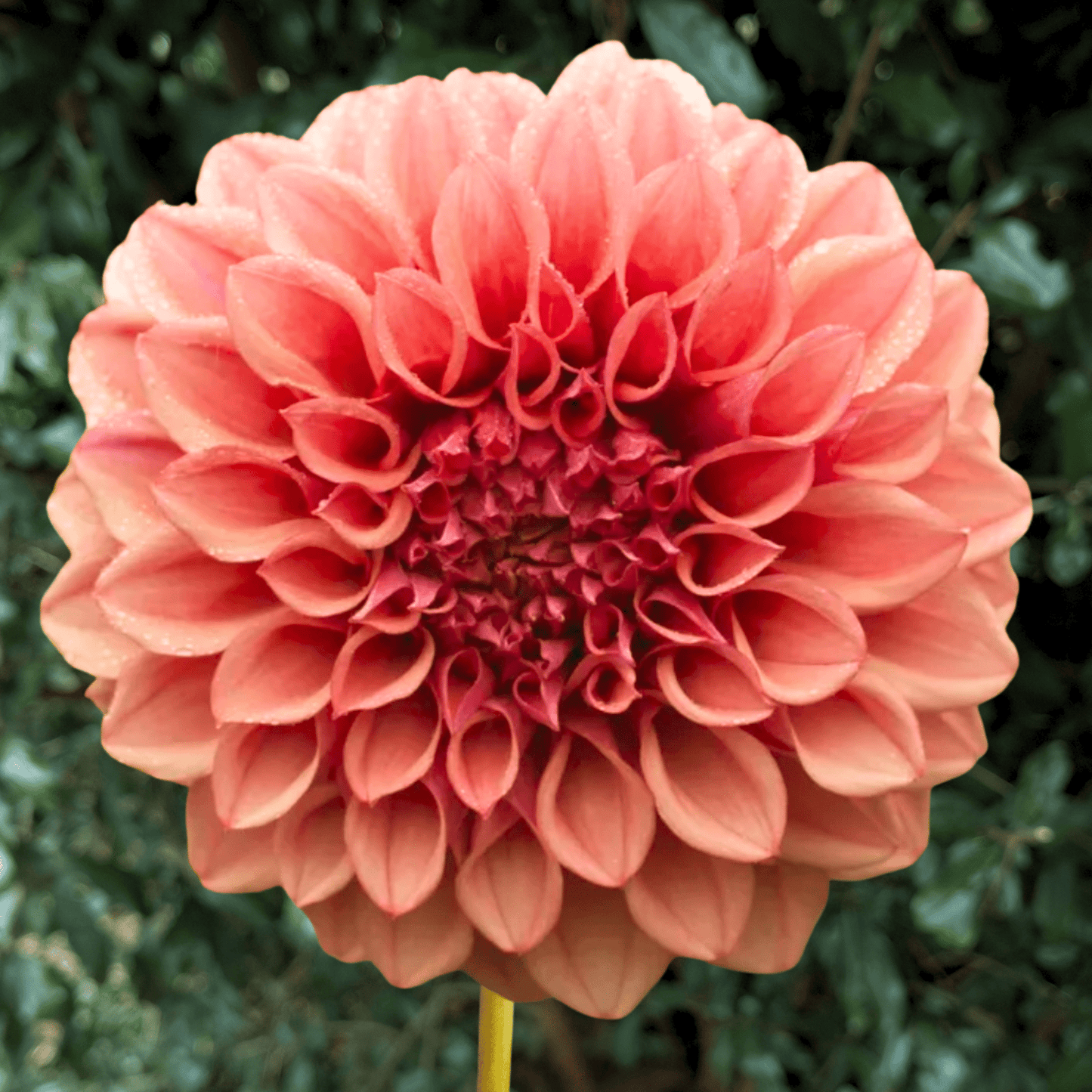 Orange Globe Dahlia Tuber | South Africa - Love Dahlias - south - africa - flower - bulbs