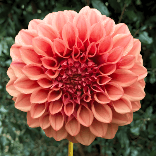 Orange Globe Dahlia Tuber | South Africa - Love Dahlias - south - africa - flower - bulbs