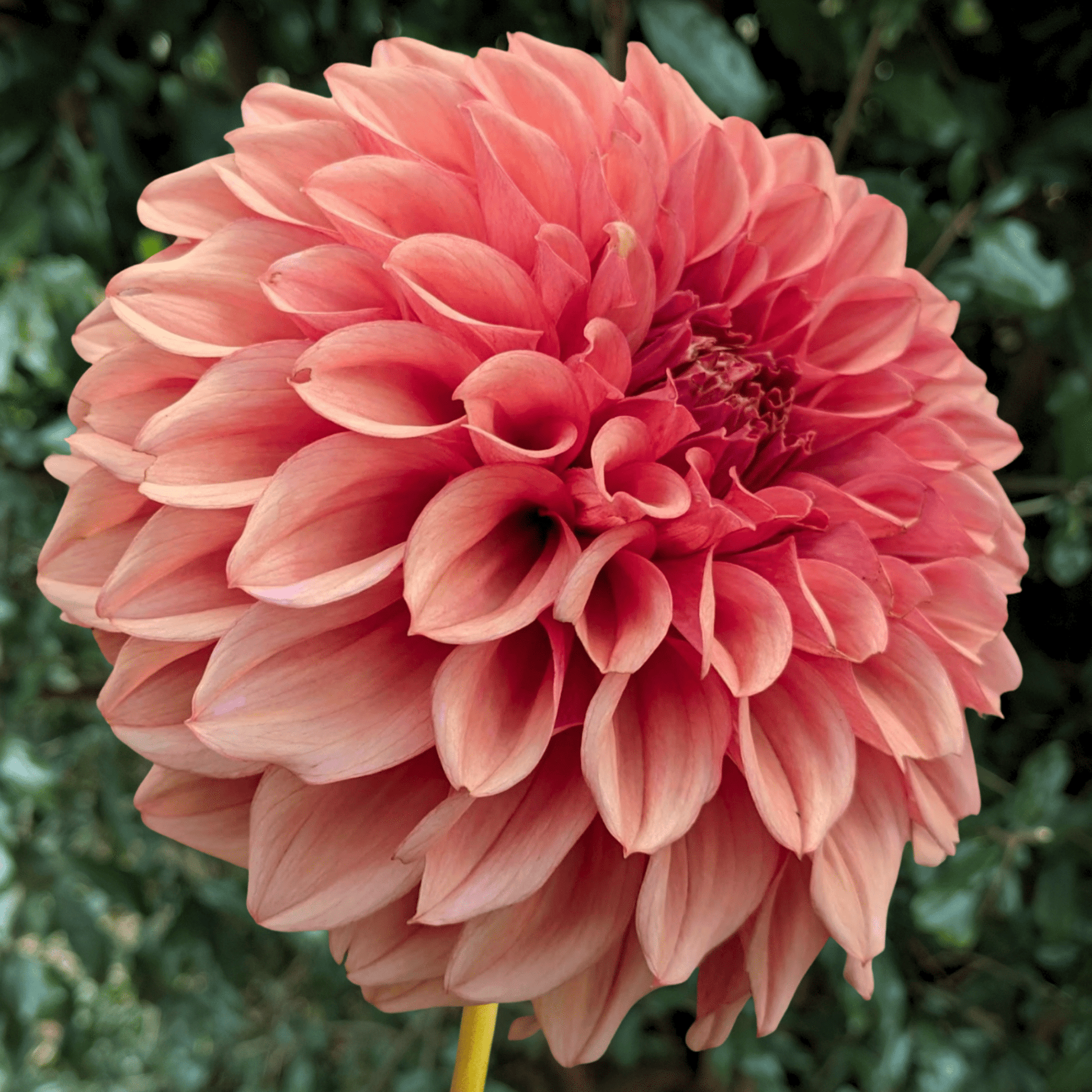 Orange Globe Dahlia Tuber | South Africa - Love Dahlias - south - africa - flower - bulbs