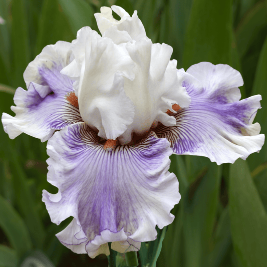 Organza Bearded Iris (Coming in 2028) - Love Dahlias-south-africa-flower-bulbs