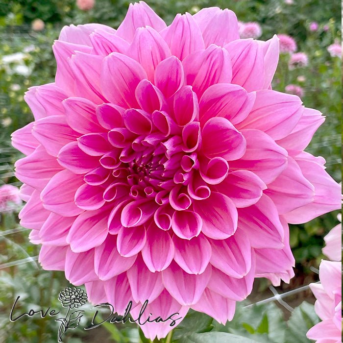 Otto's Thrill Dahlia Tuber - Love Dahlias - south - africa - flower - bulbs