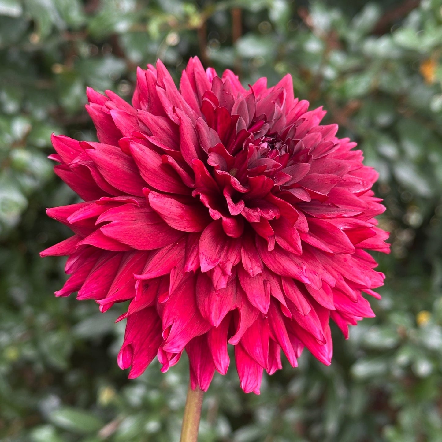 Painted Black Dahlia Tuber - Love Dahlias - south - africa - flower - bulbs