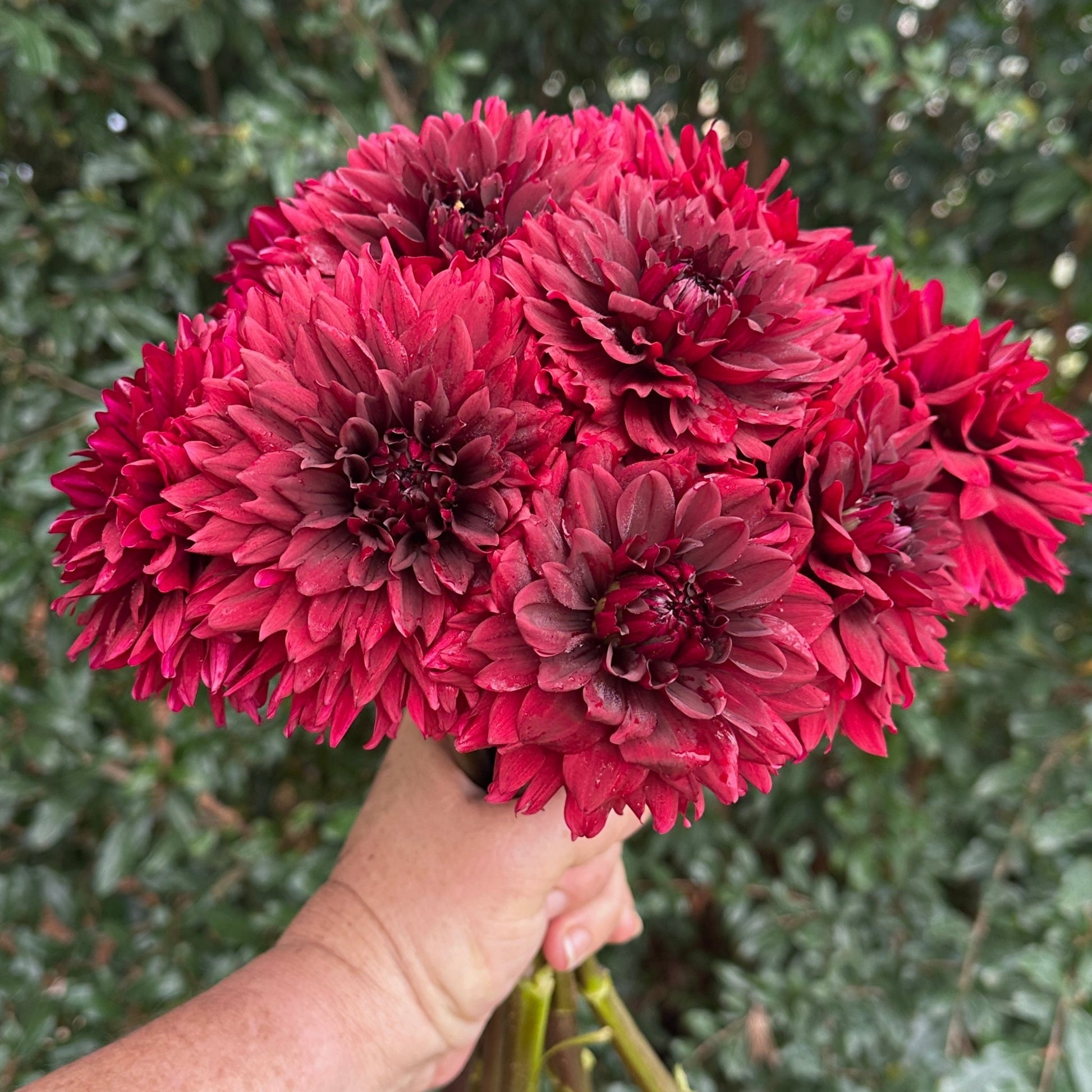 Painted Black Dahlia Tuber - Love Dahlias - south - africa - flower - bulbs