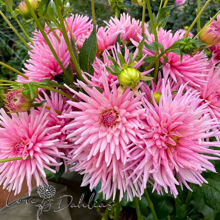 Park Princess Dahlia Tuber - Love Dahlias - south - africa - flower - bulbs