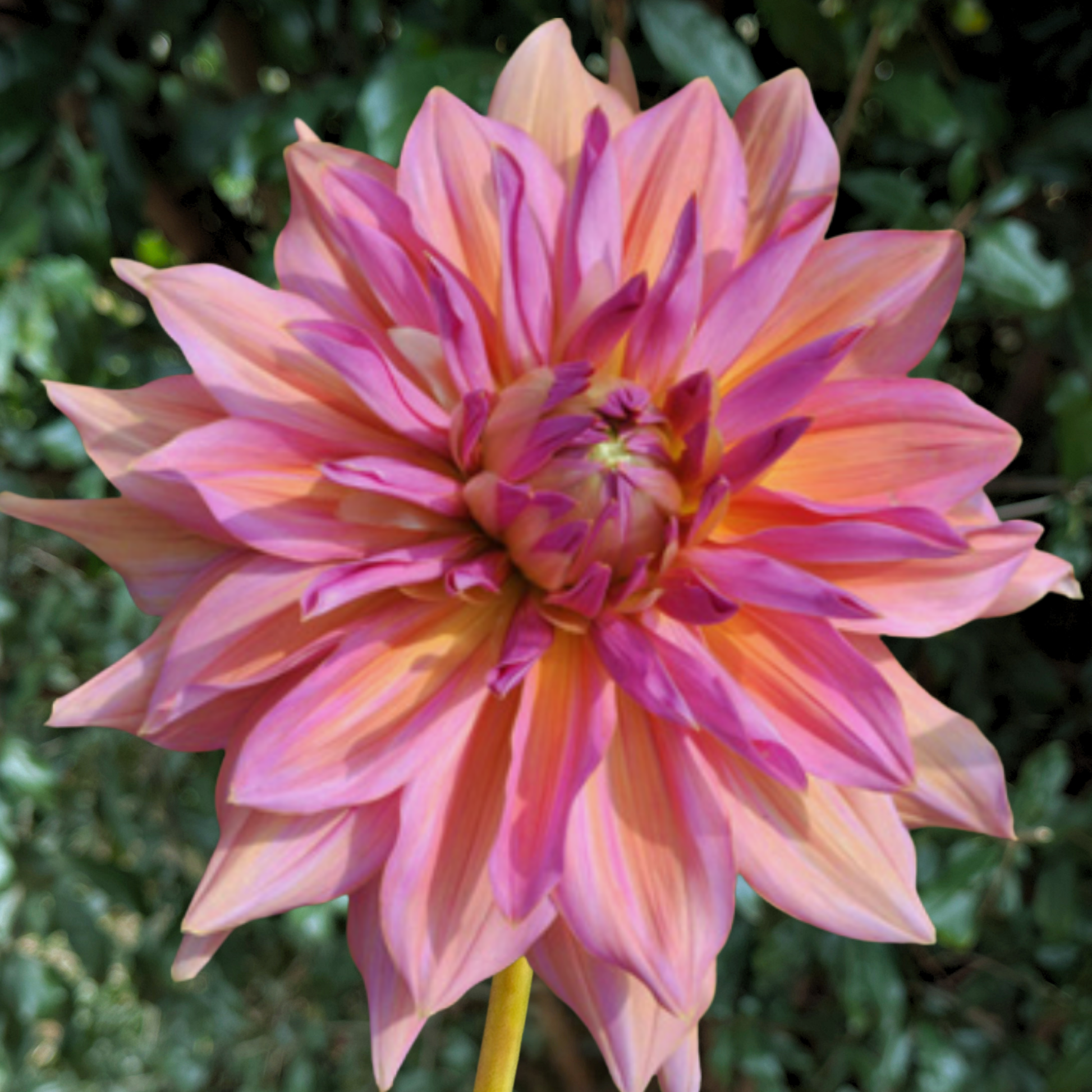 Pashmina Dahlia Tuber | South Africa - Love Dahlias - south - africa - flower - bulbs